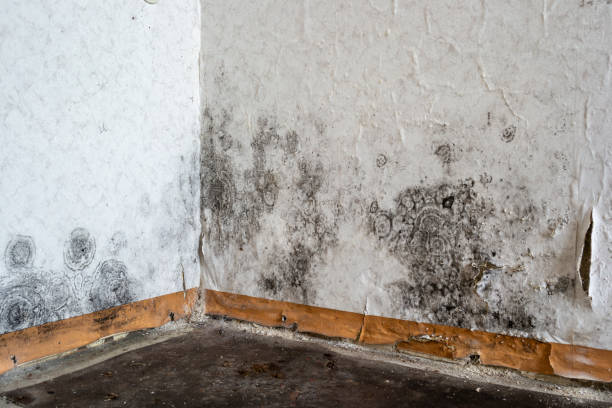 Carpet water damage restoration in Grandyle Village, NY